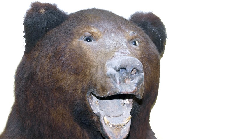 В городе медведей нет, в кимрских лесах – встречаются