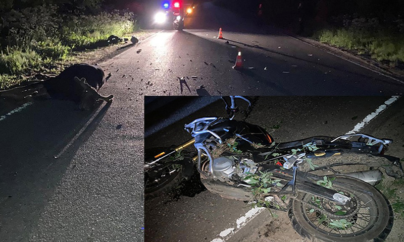 Мотоциклист сбил лося и погиб